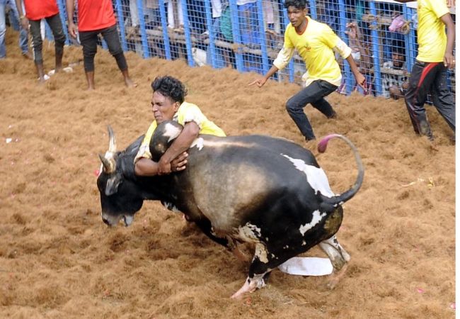 Jallikattuna Pudukottai ... bulls peoples