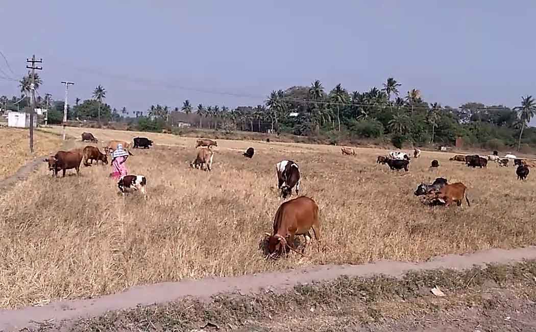 Farmers who do not know the way to live due to bad conditions