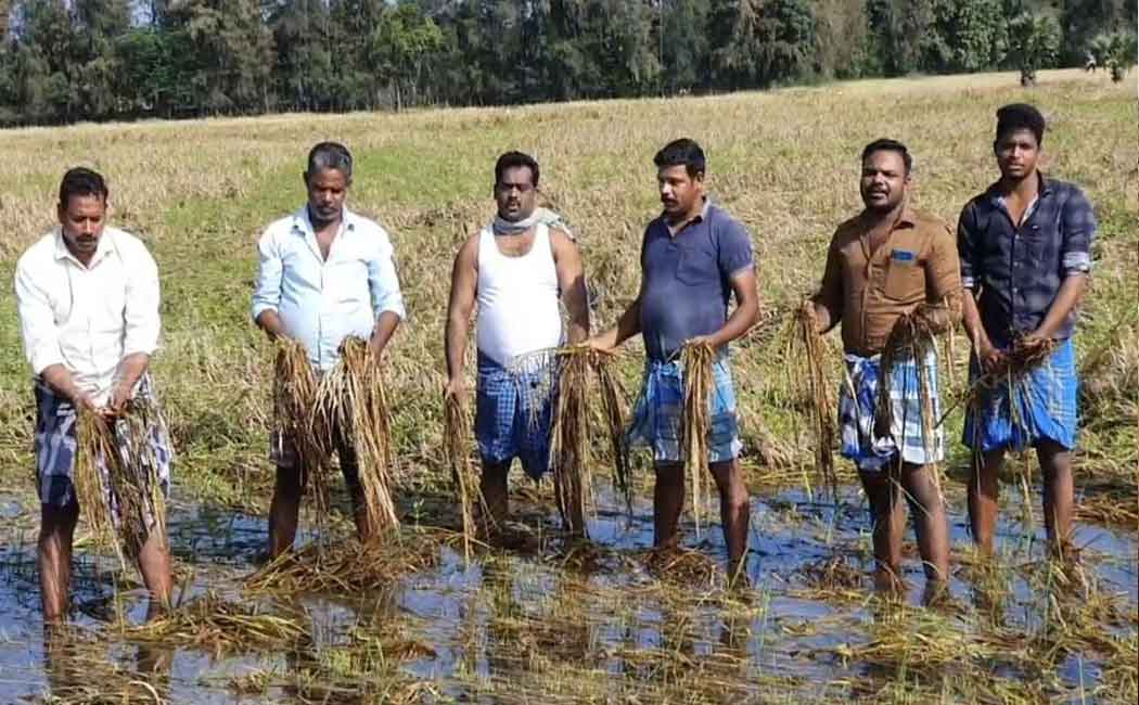 Farmers protest against officials for not counting crop damage ...