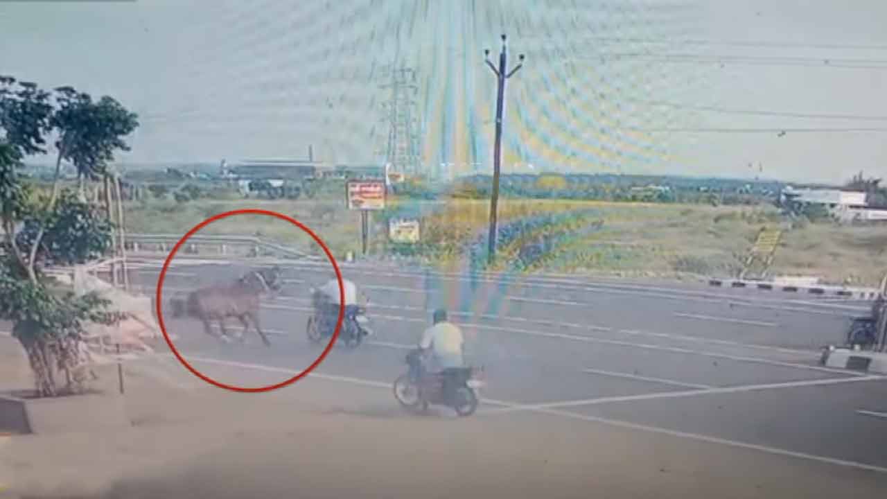 Horse jumps onto road - driver lucky to escape