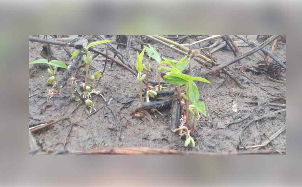 Cuddalore continues rain crops affected by rain water