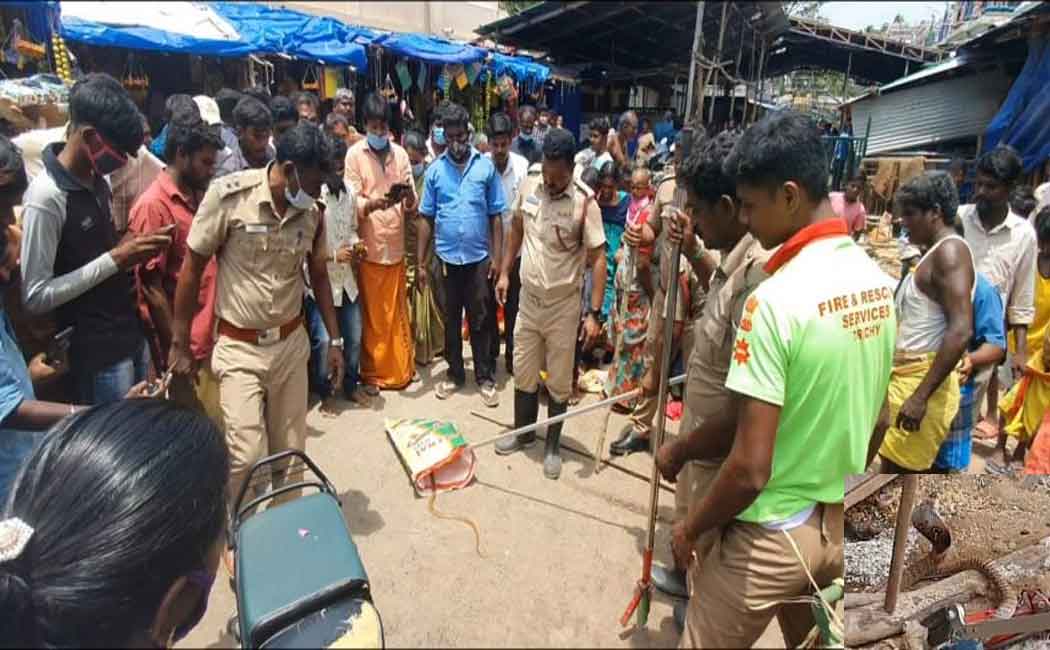 snake lying near the temple, Screaming devotees climbed out