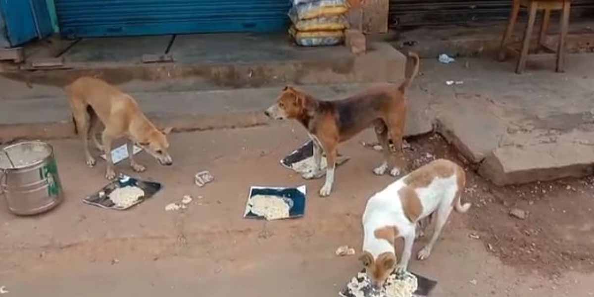 '' Street dogs starving in curfew '' - Court order appointing committee
