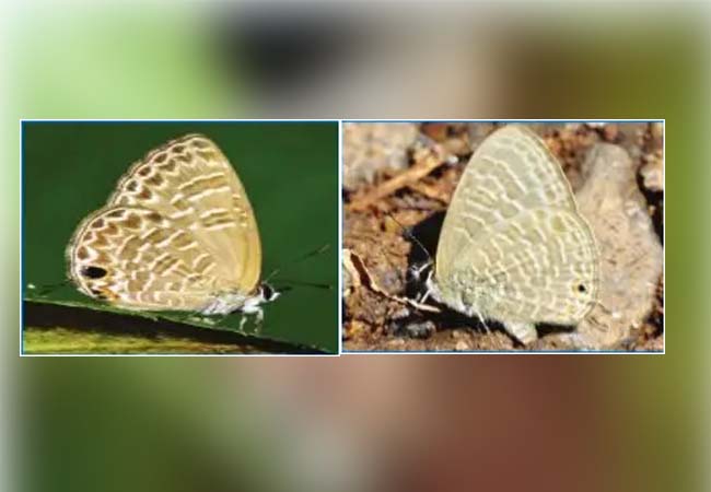 salem forest area butterfly increase forest officers said that