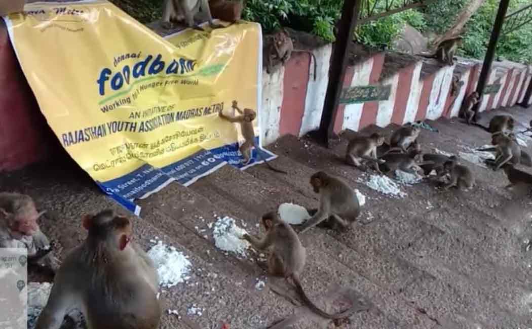 Private charity that feeds the staggered monkeys during the Corona period ..!