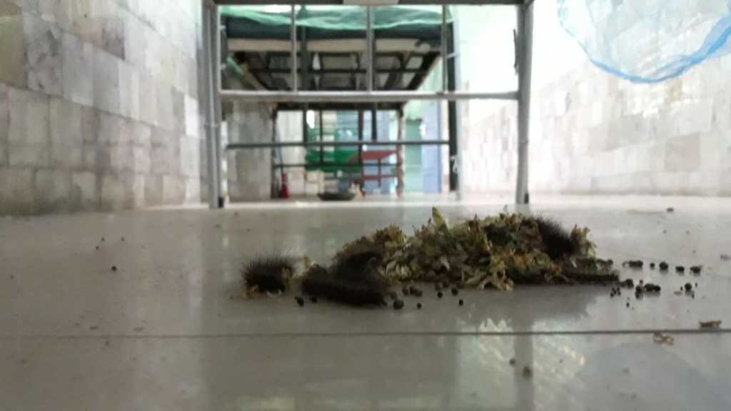 Cattle in the hospital ..