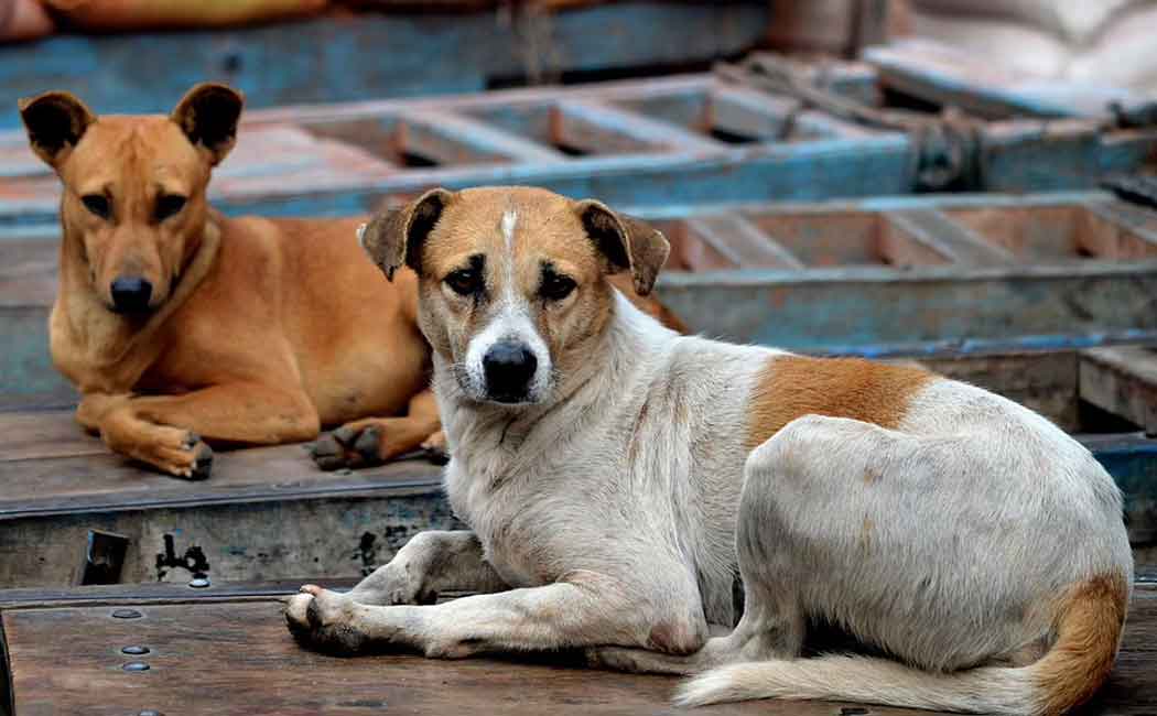 "Private companies should come forward to feed the animals" - High Court insists