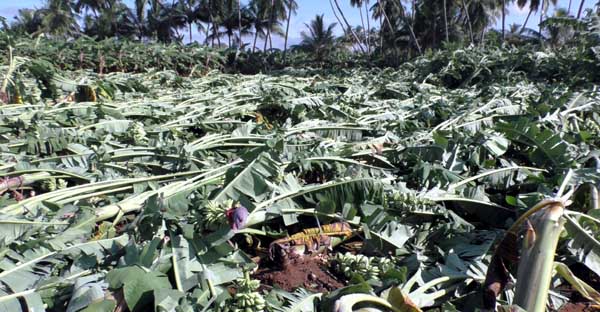 Banana trees - Heavy rain - Farmers - erode -