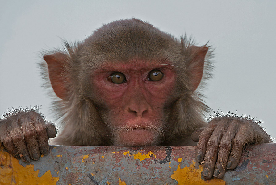 monkey