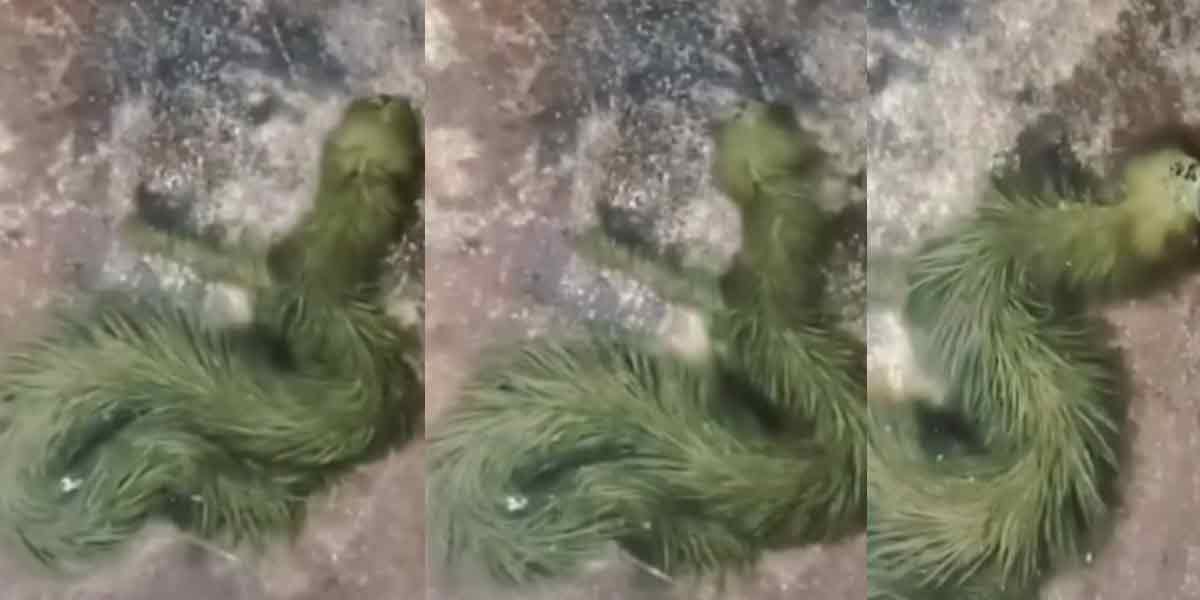 Hair all over the body ... snake that goes viral!