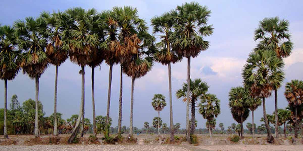 'Permission of the District Collector is required to cut down the palm tree' - Announcement in the Budget