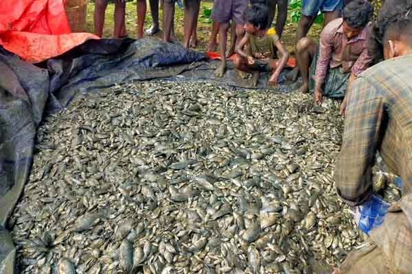 Fish Festival is happening in the United States too!