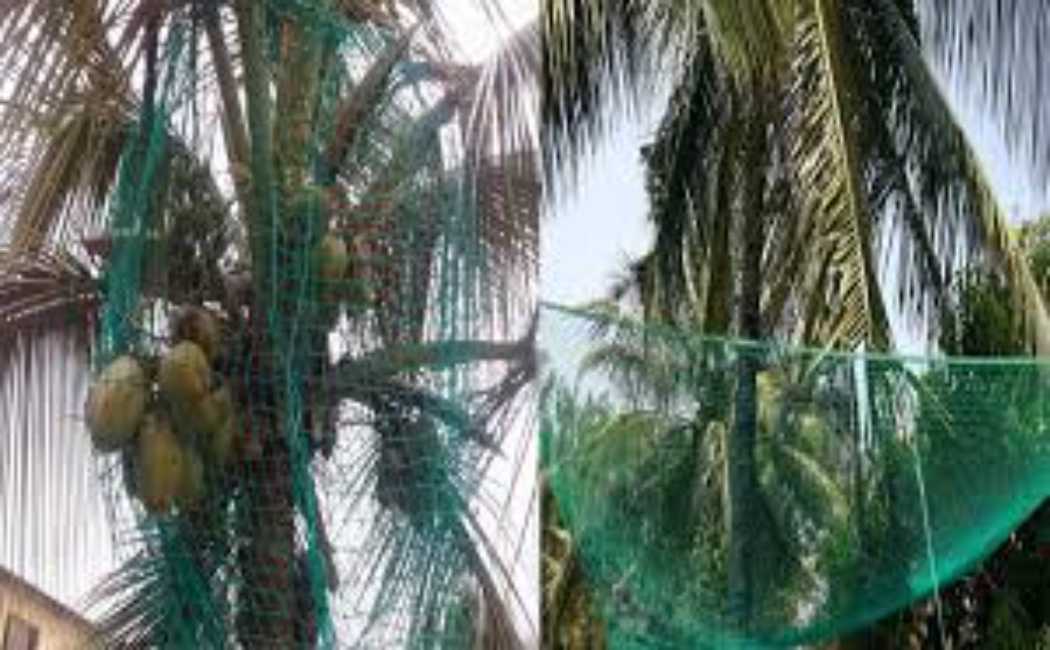 coconut tree incident in Parangipettai