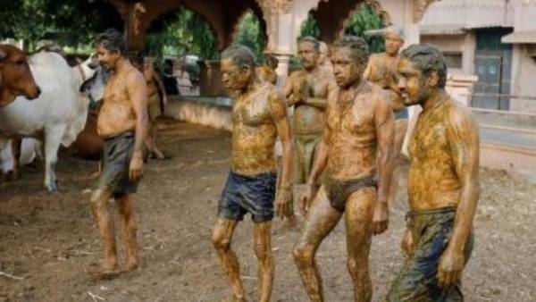 Gujarat's popular cow dung bath