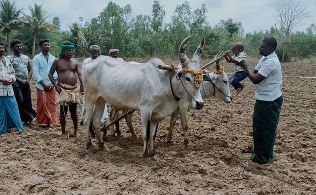 Chithra month puthukottai farmers celebration
