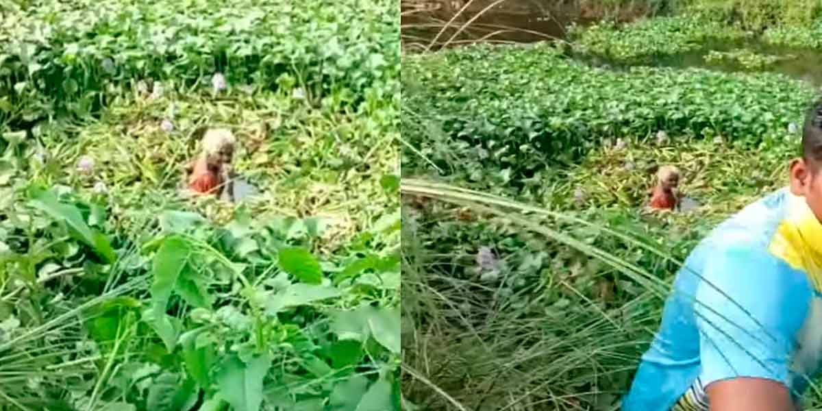 The old woman trapped in the lotus; Recovery after hours of struggle