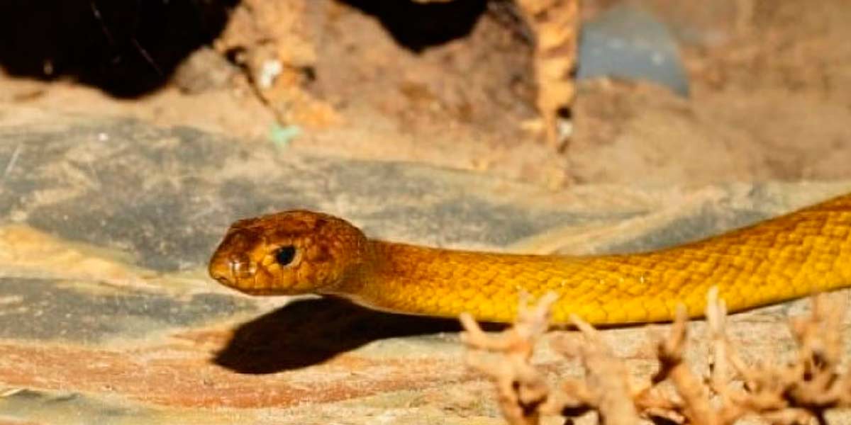 A snake entered the private hospital and the patients ran screaming