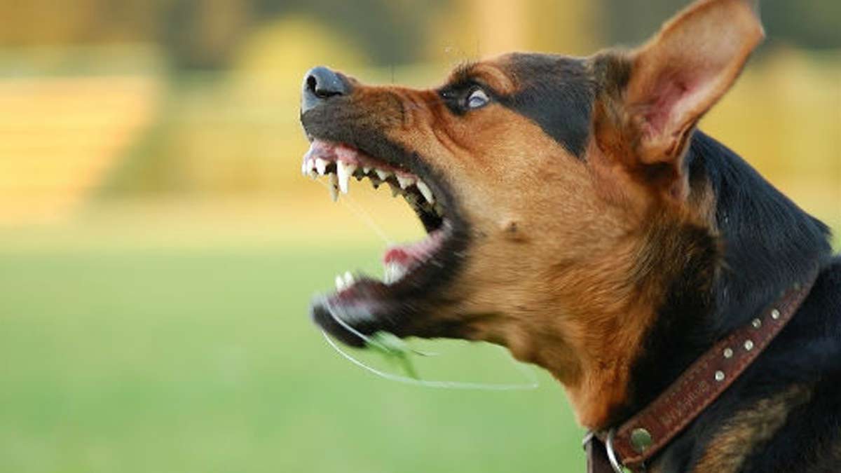 A rabid dog that bit; 20 people were injured
