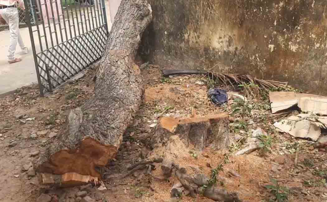Trees cut in Thalaingayar government school