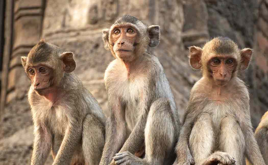 aadiyanath orders to feed monkeys in ayodhya ahead of bhoomi pooja