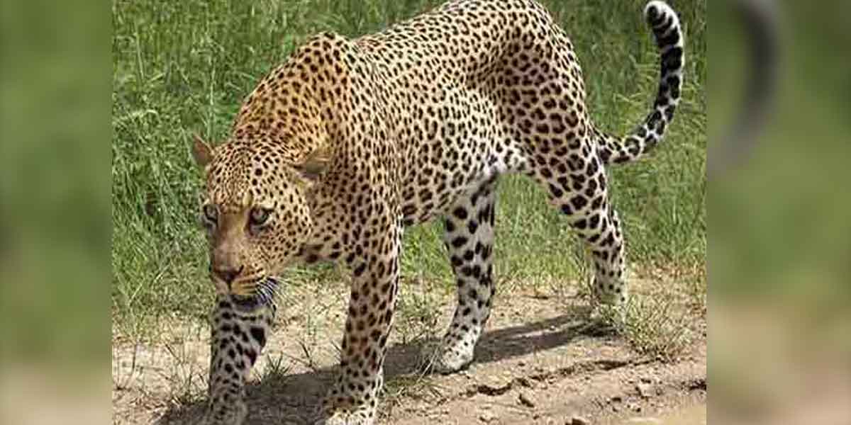 Won't the leopard walk near Chinnasalem?