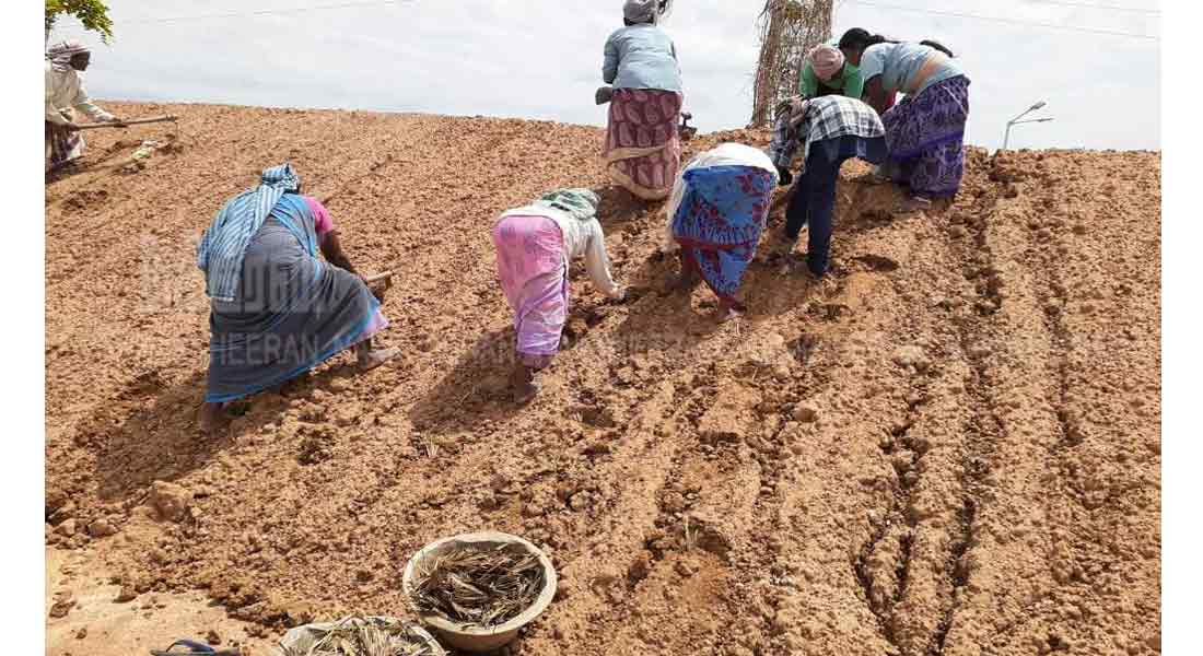 planting work to strengthen water bodies!