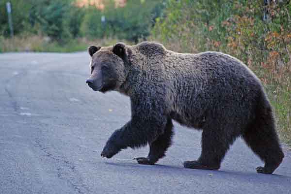 One passes away by bear attack in Valparai ..!