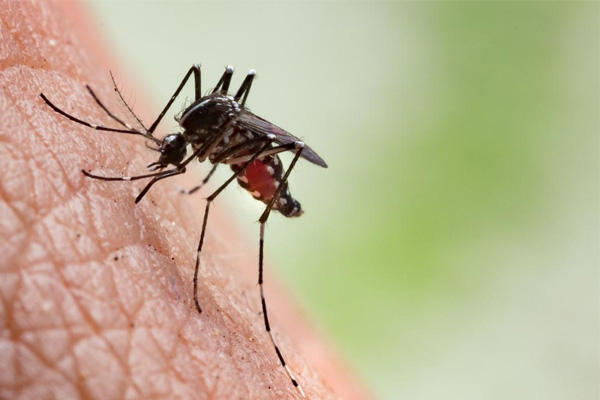dengue fever