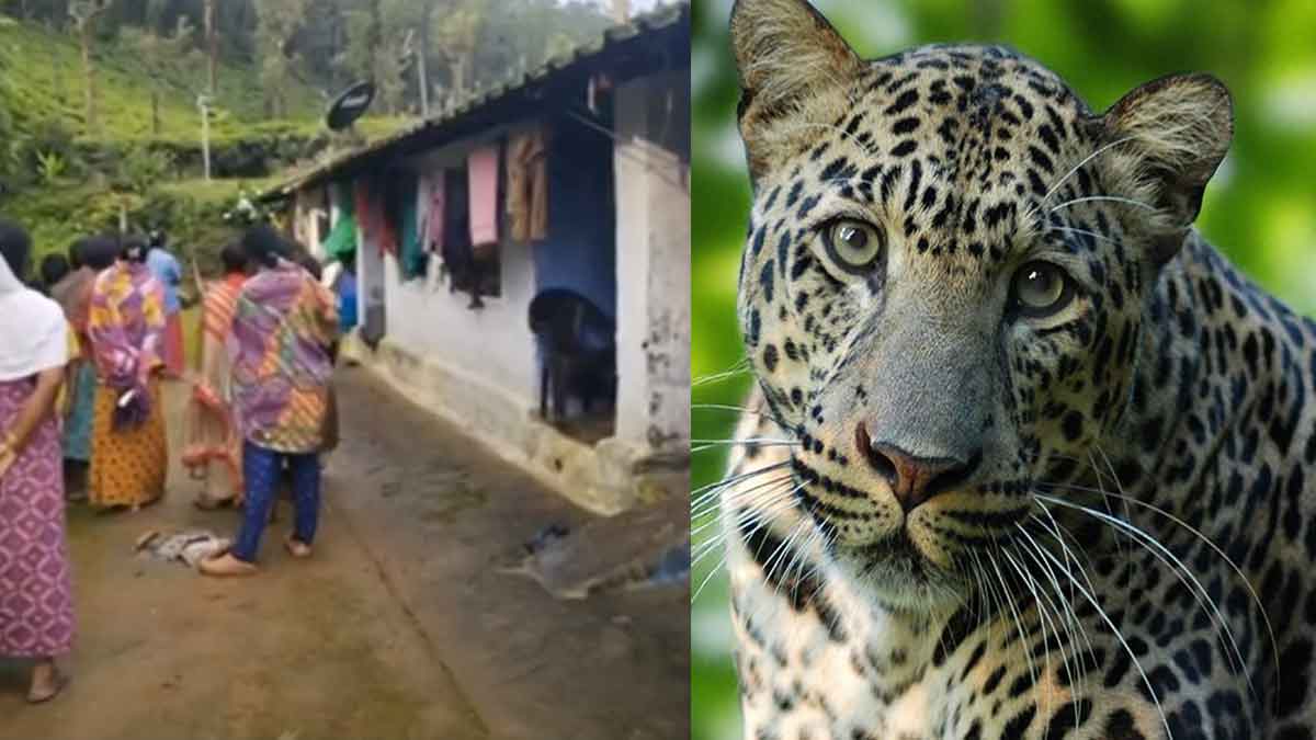 Leopard carries off girl; search intensifies for second day
