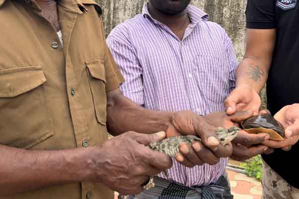 Crocodile in old actor Balaiah's Grandson house
