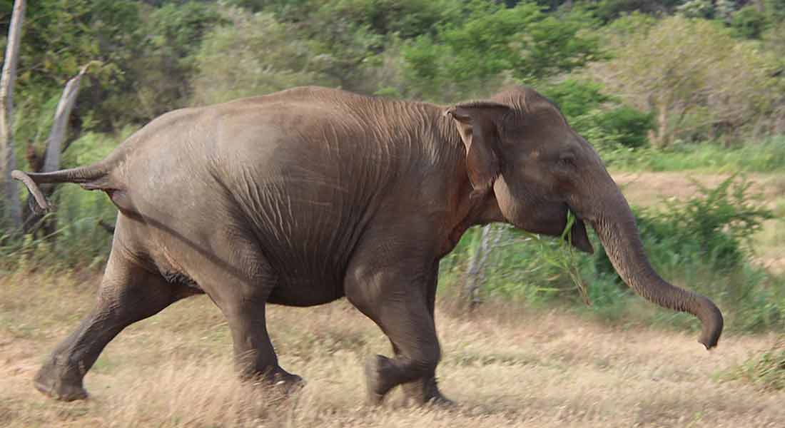 elephant