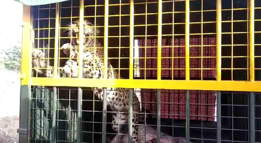 Leopard catche in nellai