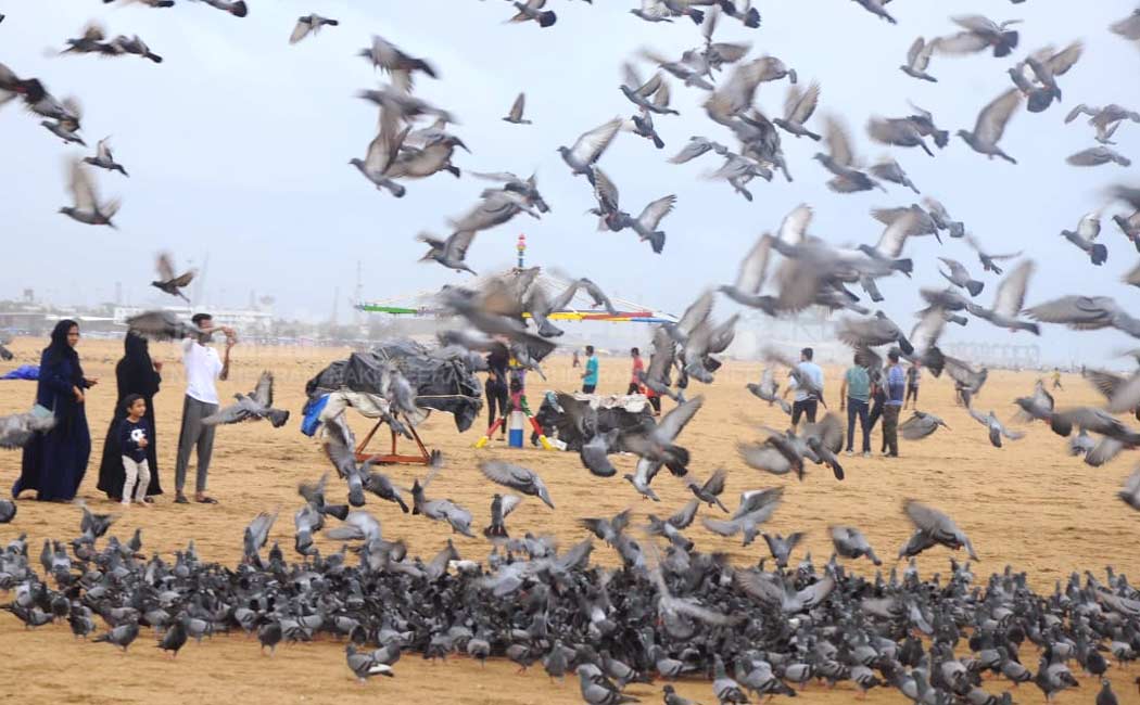 marina birds photos