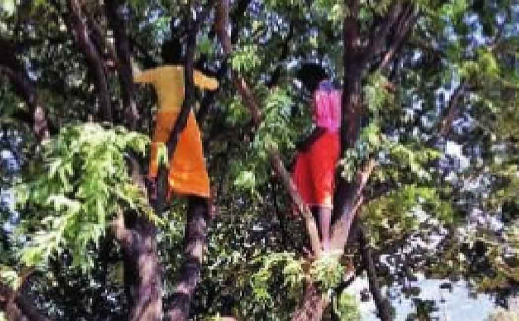 Young people who climbed the tree when they saw the doctors coming with the vaccine