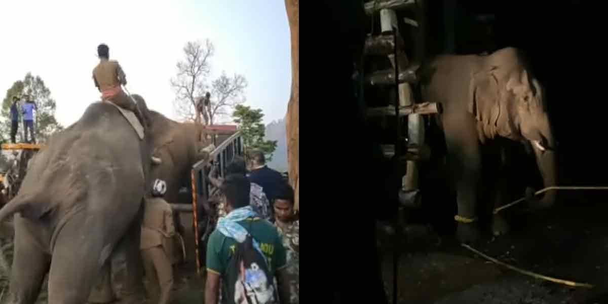 5 Kumki elephants .. 7 day struggle ... broken horn Shankar!