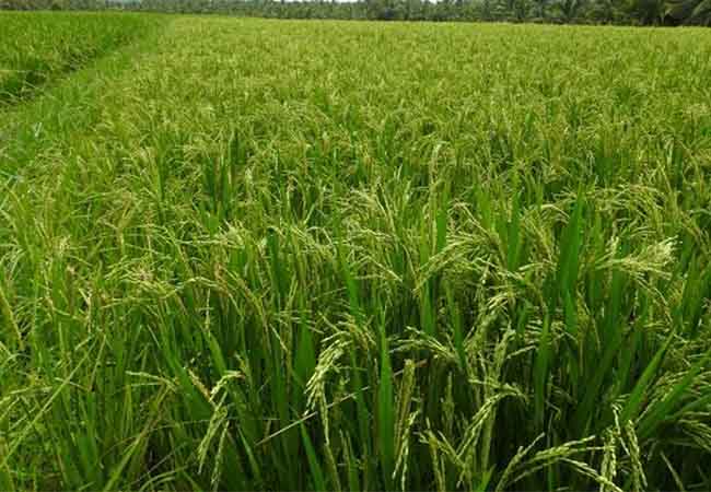 farmers crop loans tamilnadu government
