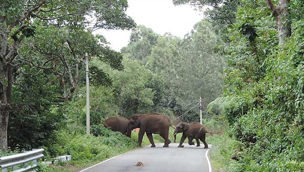 elephant