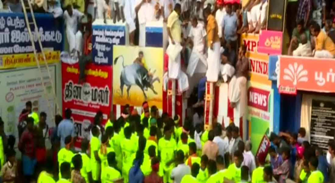 jallikattu