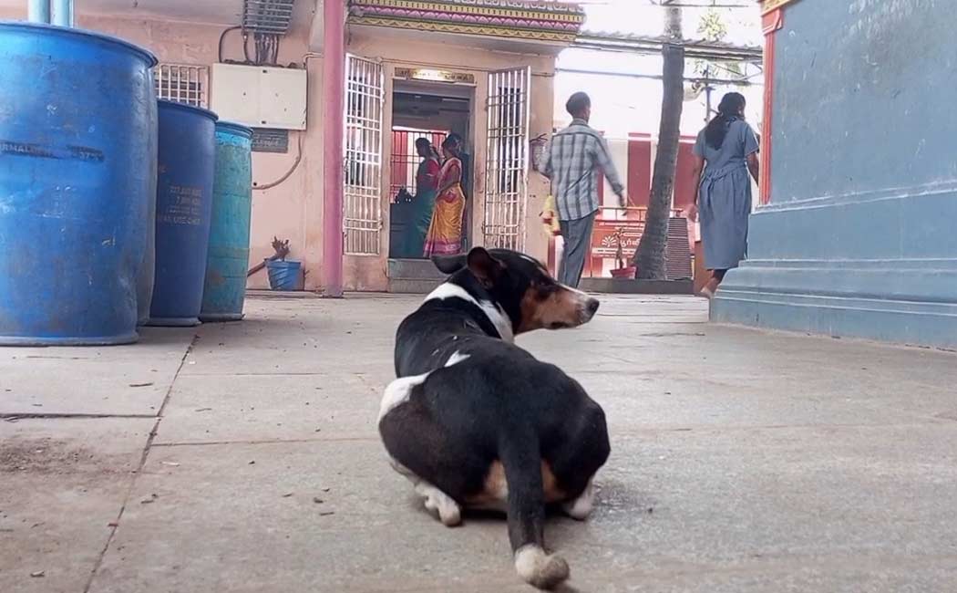 dog kneeling like a human being at Murugan temple