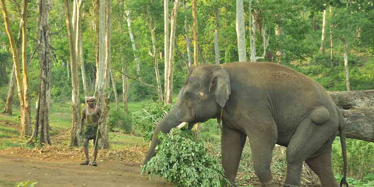 Corona test for elephants at Mudumalai camp!