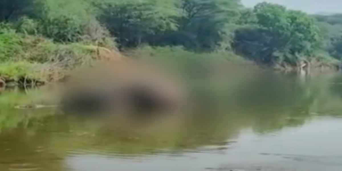 Two elephants loss their lives mysteriously; Forest Department investigation