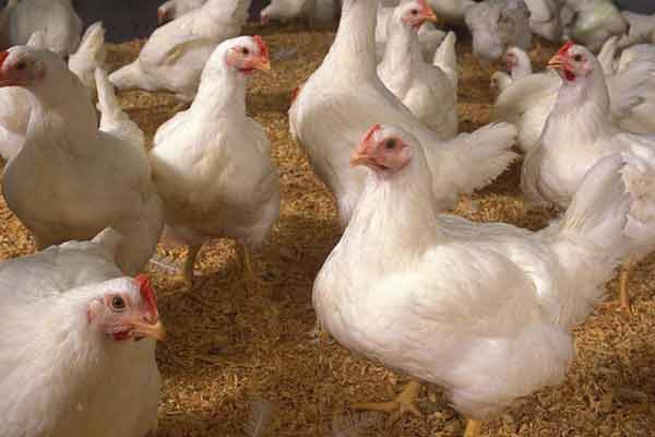 Poultry farming in 9 central prisons in Tamil Nadu