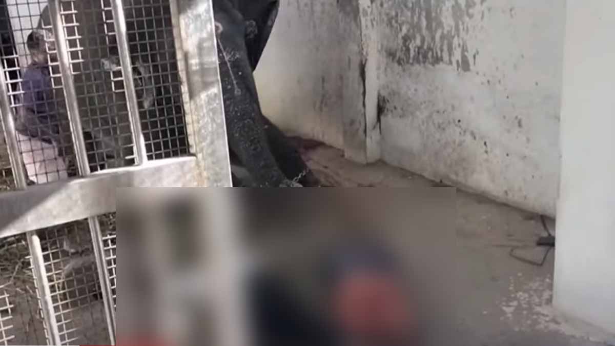 Two lose their in elephant trampling; Tiruchendur temple walk enclosure