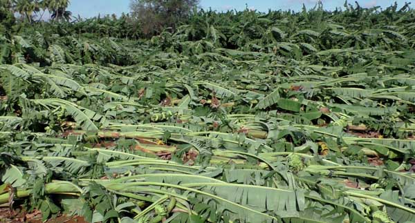 Banana trees - Heavy rain - Farmers - erode -
