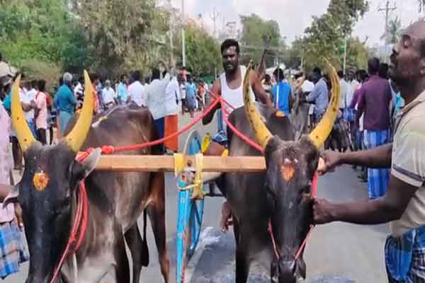 karur kulithalai bullock elkai race competition