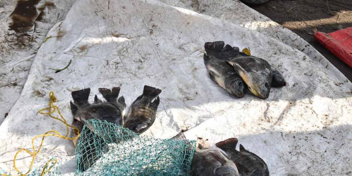lake fish in kanjipuram