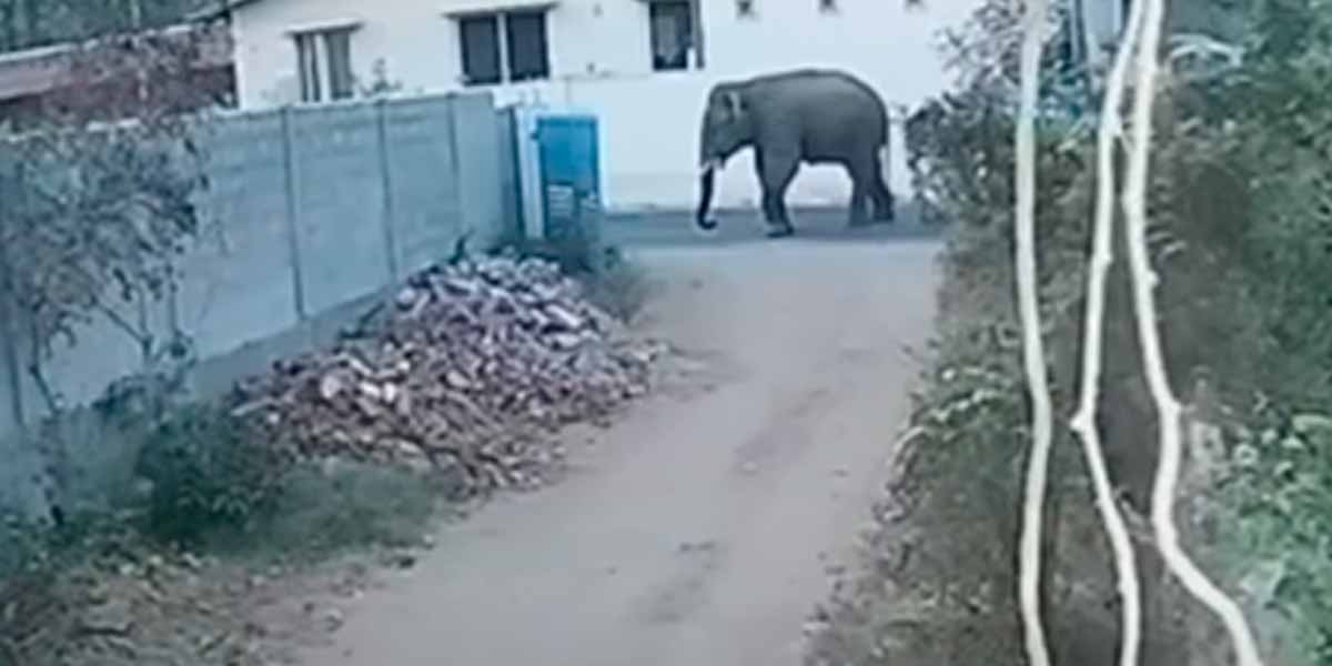 A wild elephant entered the town; Villagers in fear