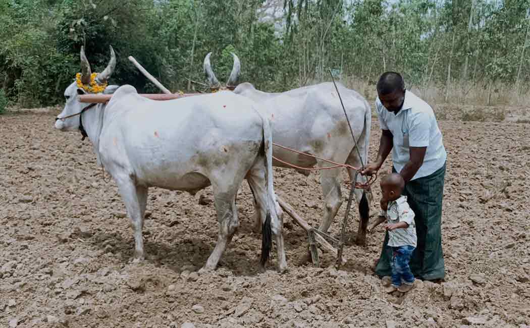 Chithra month puthukottai farmers celebration