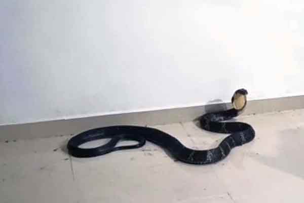 King Cobra caught in kerala