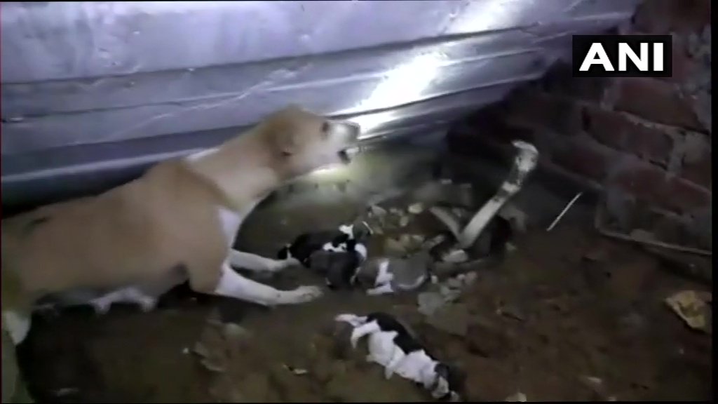 dog 3